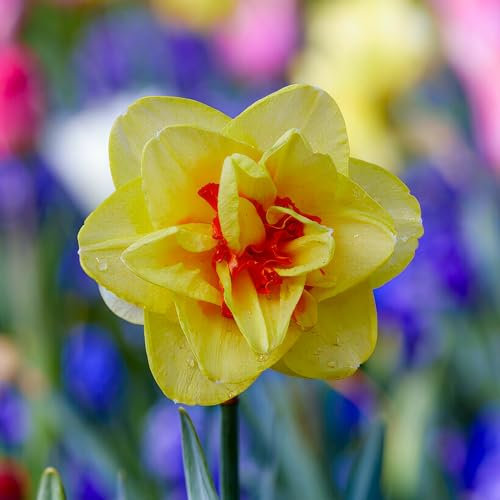 Bulbi Fiori Perenni da Esterno - 25 Bulbi di Narciso Tahiti - Piante e fiori esclusivi dall'Olanda - Profumati - per giardino e vaso (non semi, non artificiali)