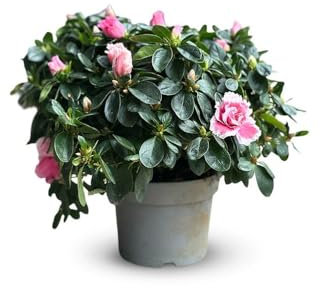 Attitude Jardin - Azalea indica - pianta d'appartamento - 40-50 cm - ⌀ 18 cm - fiore rosa