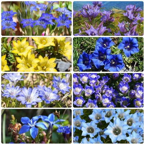 semi di genziana Giardino sul balcone, d'appartamento genziana orto da orto, 60pcs