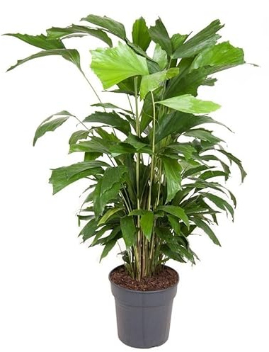Caryota mitis- Farnwedelpalme, Fischschwanzpalme - große Zimmerpflanze - luftreinigend- - Höhe: 130 cm - TopfØ: 24 cm Topf