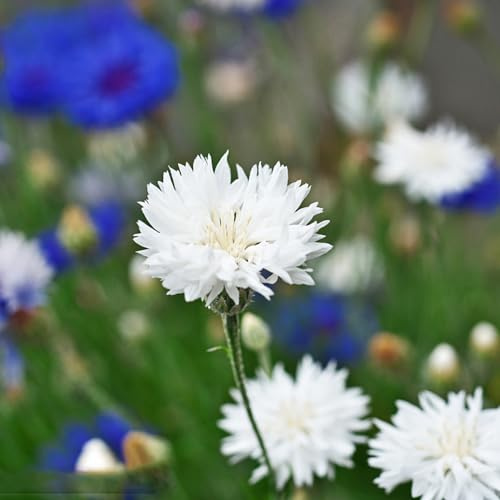 Semillas de aciano perenne resistente, semillas de centaurea cianus, Semillas de perennes resistentes semillas orgánicas 150pcs