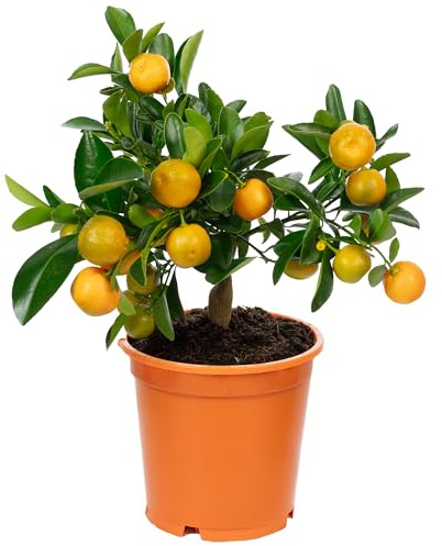 Calamondinorange - Citrofortunella microcarpa - Höhe ca. 30 cm, Topf-Ø 14 cm