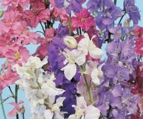 430 Seeds of Larkspur Giant Imperial Mixed