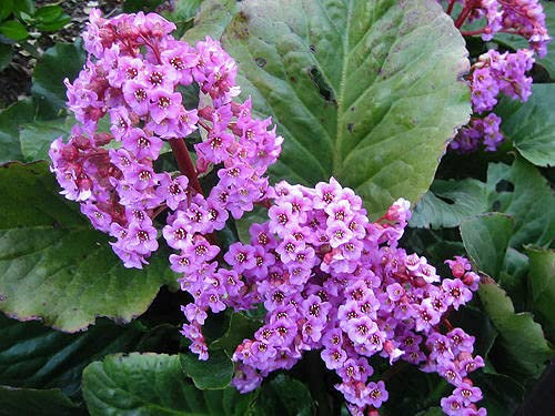 8 grani PLANTE DU SAVETIER (Bergenia Cordifolia) G64 4 GRANI SAMEN SEMI SEMILLAS