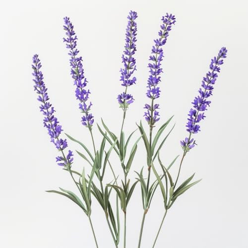 100 Semi di Lavanda Vero - SemiSelvaggio Permacultura