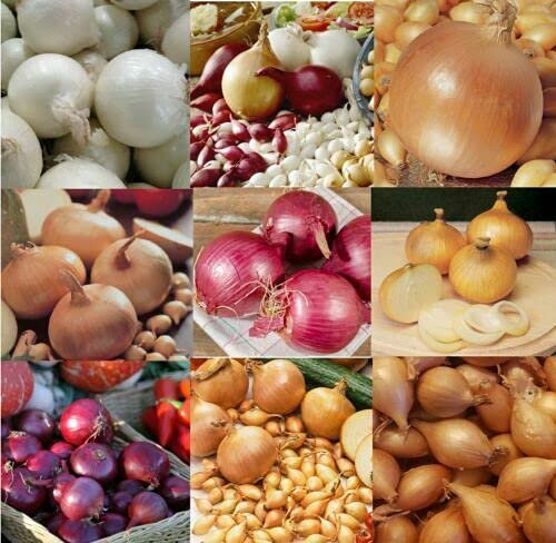 Mix Onion Sets for Planting,Easy Way to Grow Onions.Ready for Plant Now X50 Sets
