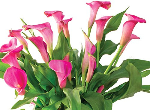 Lip Gloss Calla Lily, Pink Flowers, Blooming Sized Bulb, Easy to grow