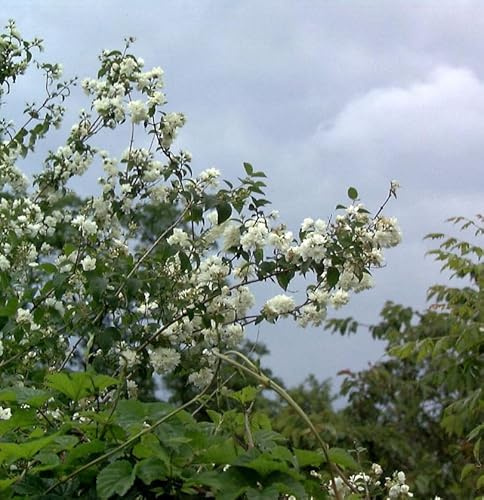 Gartenjasmin Pearls of Perfume 40-60cm - Philadelphus - lebende Gartenpflanze aus den Baumschulen
