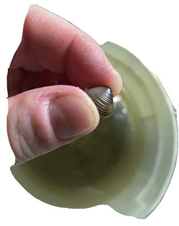 ***New*** 15 Baby Live Freshwater Clams: Perfect for Aquariums and Ponds Brown, Gold, Tan, Silver 1 Count (Pack of 15)