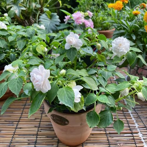 semi di impatiens - semi di Impatiens balsamina - giardino estivi rare selvatici per gli amanti del giardino 250pcs