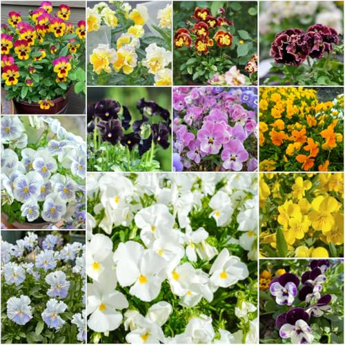 semillas de pensamiento - de primavera, resistentes para el jardín jardín decoración semillas interior silvestres pensamientos 200pcs