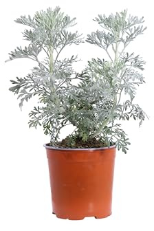 eGarden.store - Pianta vera di Artemisia Arborescens o Assenzio Arbustivo | Altezza: 35 cm - Diametro vaso: 17 cm | Ornamentale, Resistente e profumata dai riflessi argentati da coltivare all'esterno