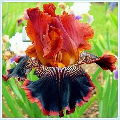Mehrjährige Blumenzwiebel ist winterhart, Winterhart zwiebeln, Winterhart pflanzen, Blumenzwiebel Mix, Mysteriöse magische Glühbirne-3 iris blumenzwiebeln