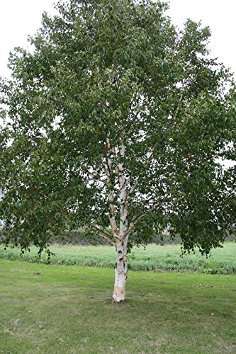 JAPANESE weiße Birke (Betula platyphylla) 100 Samen