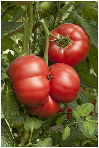 PREMIER SEEDS DIRECT - Tomato Rose Crush F1-10 Seeds - Blight Resistant