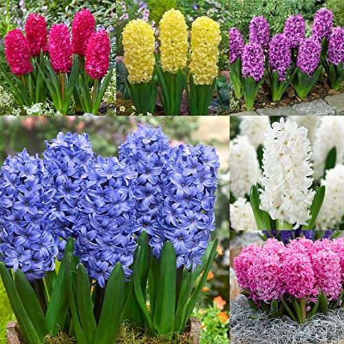 Hyacinthus - Pack 8 Plantas - Flores de Colores - Bulbos de Jacinto