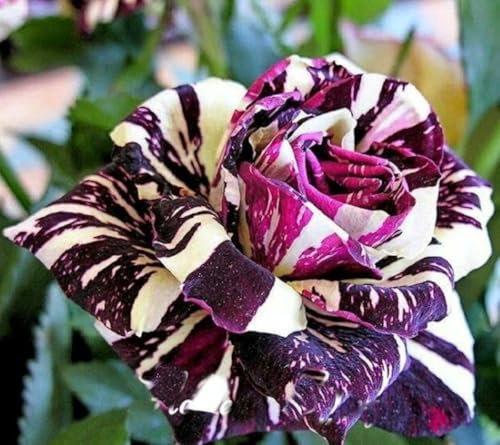 Buy4seeds 10 Seeds Black Dragon Rose Garden Plant Flower Viable Seeds Easy to Grow Garden