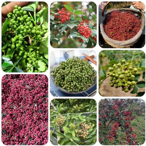 semi di peperone resistenti - giardino biologici balcone esotiche 200pcs