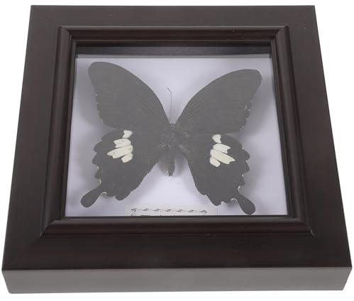POPETPOP Spécimen d'insecte simulé en cadre décoratif à monter soi-même finition bois plastique et acrylique décoration murale solide pour salon chambre ou salle à manger