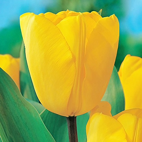 50 Golden Oxford Tulip Bulbs - Tulipa Darwin Hybrid: Super-Sized X-tra Value Bag!!