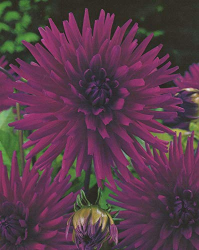 Kaktus Dahlien Purple Gem Knolle Blumenzwiebel (1)