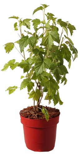 Ribes, Johannisbeere, Titania, schwarze Beeren, Obststrauch, vitaminreich, pflegeleicht, winterhart, Gartenpflanze, Beerenstrauch