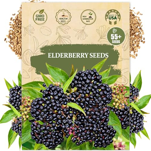 Premium Elderberry Seeds for Planting – 55+ Heirloom Grow an Elderberry Bush (Sambucus) from Seed – Hardy Fruit Shrub Seeds for Home Garden