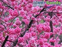Reale Azalea - Rhododendron Schlippenbachii (40 semi): solo semi