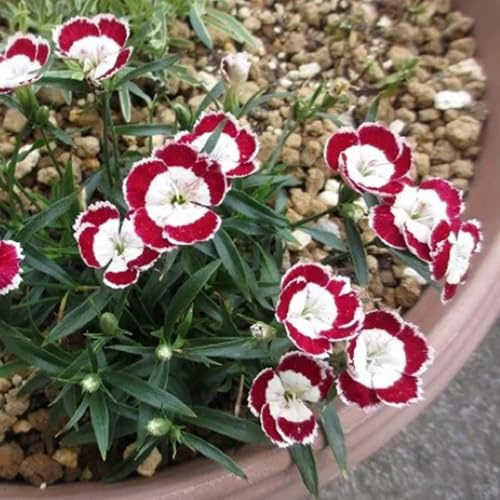 dolce William - per l'orto di semi garofano dolce tappezzanti, al freddo da giardino, da recisi 300semi