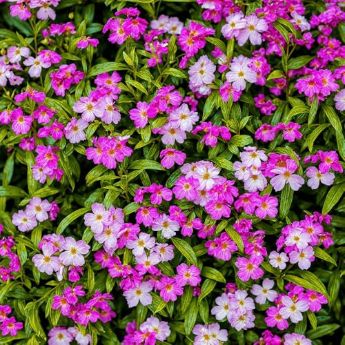 Virginian Stock Seeds – Easy to Grow for Colourful Display – Must Have for Borders, Containers & Window Boxes – Hardy Annual – for Your Beautiful Garden