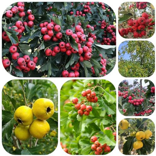 semillas de espino - árboles frutales semillas de árboles plantas decorativas Plantas en macetas para decorar balcones exóticas jardín en maceta balcón resistentes frutal 225pcs