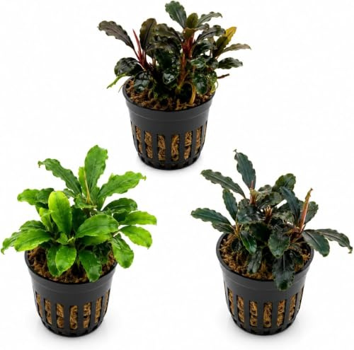 AquaBreedingSkill Set aus 3 Stück Aquarium Pflanzen Echt Set – Anubias, Microsorum – Lebende Wasserpflanzen – Pflegeleicht ideal für Fische & Garnelen – mit Pflanzenpass (Bucephalandra Mix 3 pcs)
