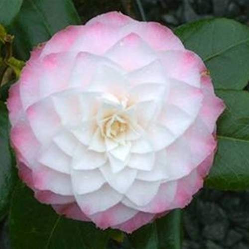 1 x White Camellia Japonica - Rare 'Nuccio Pearl' - Evergreen Shrub