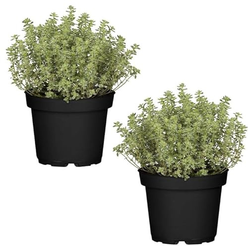 Duo de Plantas de Tomillo - Plantas Premium DECOALIVE - Hierbas Naturales para Huerto Urbano - Plantas Aromáticas