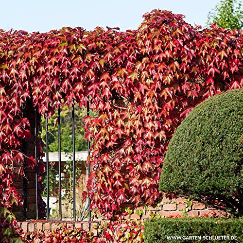 Selbstklimmender Wilder Wein