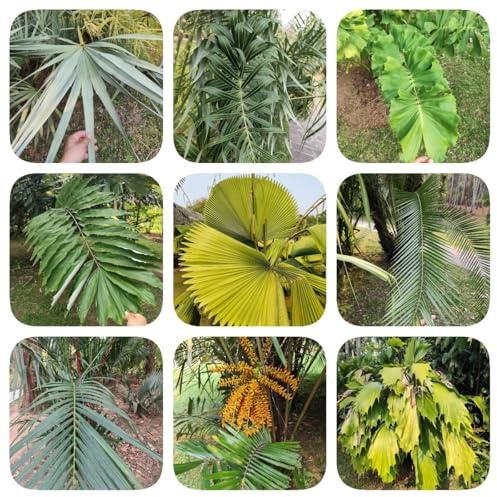 semillas de palmera resistentes, Semillas de variedades antiguas, plantas perennes resistentes, flores permanentes. planta de palma Cobertura del suelo resistente, alféizar de mini 150pcs