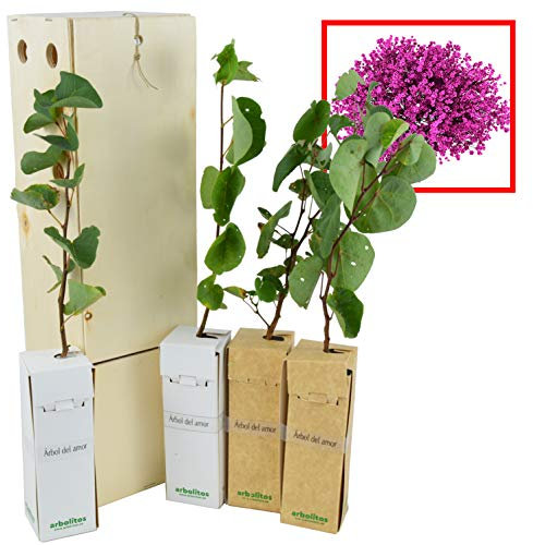 Albero di Giove - Albero dell'amore - Fioritura primaverile - Giovane germoglio ricevuto in scatola di legno riutilizzabile - 4 unità