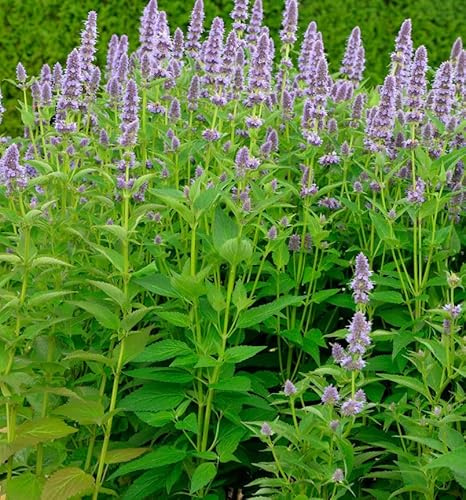 Duftnessel Ayala - Agastache cultorum - lebende Gartenpflanze aus den Baumschulen