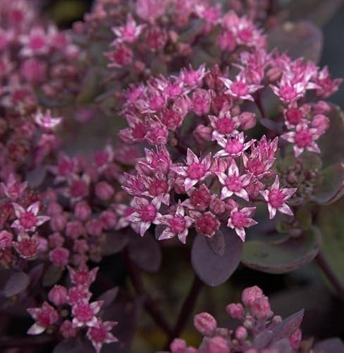 Pflaumen Fetthenne Vera Jameson - Sedum cauticola - lebende Gartenpflanze aus den Baumschulen