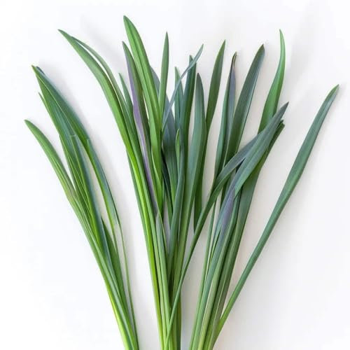 250 Schnittlauchsamen mit breiten Blättern. SemiSauvage Permaculture