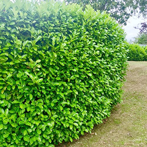 100 Cherry Laurel Evergreen Hedging Plant Fast Growing Shrub 25-40cm Potted by Sunnyside Nurseries