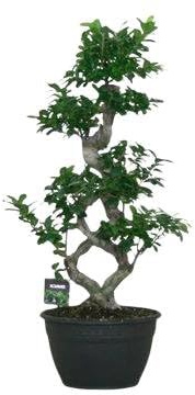 Fresh Plants Zimmerpflanzen -Ficus microcarpa ‘Mega Bonsai’ XXL - Topf Ø 30 cm - Höhe ca. 95 cm