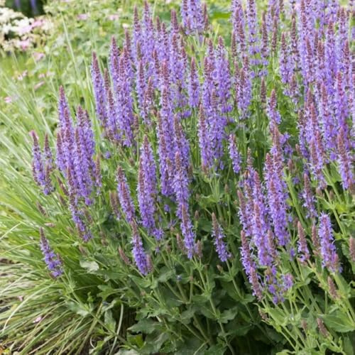 semi di salvia resistente - Decorazione del balcone, giardino 2000pcs