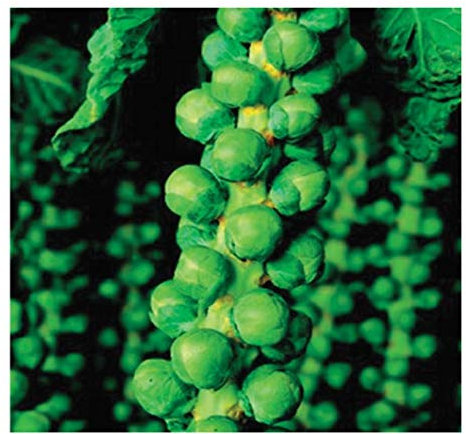 PREMIER SEEDS DIRECT - Brussel Sprouts - Long Island Improved - 3.5 Grams