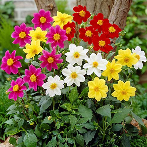 schone Mixed Flower Bulbs – Unique Bright and Colourful Blooms – Perennial – Summer Flowering Bulbs – for Your Beautiful Garden (2 x Dahlia Mignon Mixed), Black