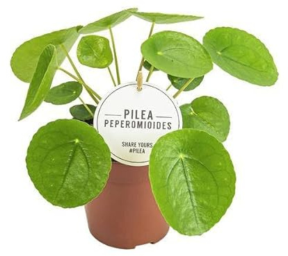 Chinesischer Geldbaum – Pilea Peperomioides – dekorative Zimmerpflanze – pflegeleicht & luftreinigend – Ø13cm – Höhe ca. 20cm
