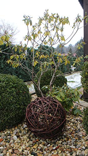 Marcus Weidenhandel Weidenkugel in 6 Größen, Dekokuge laus Weide Weidenball Gartenkugel Handgefertigt in EU (35cm)