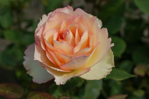 Edelrose Jalitah ®  (Container)