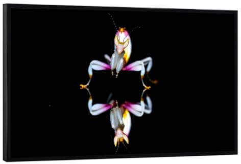 artboxONE Poster mit schwarzem Rahmen 75x50 cm Tiere Orchideen Fangschrecke - Bild gottesanbeterin