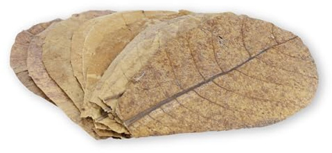 ProFlora® Seemandelbaumblätter Aquarium - Organische Catappa-Leaves als natürliche Wasseraufbereiter und wertvolle Nahrungsergänzung (M, 10 Stück)